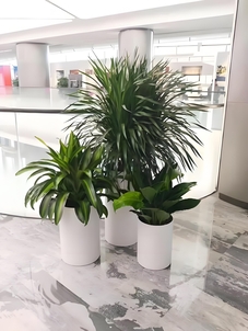 奉化绿植租赁方案，开启绿色生活新篇